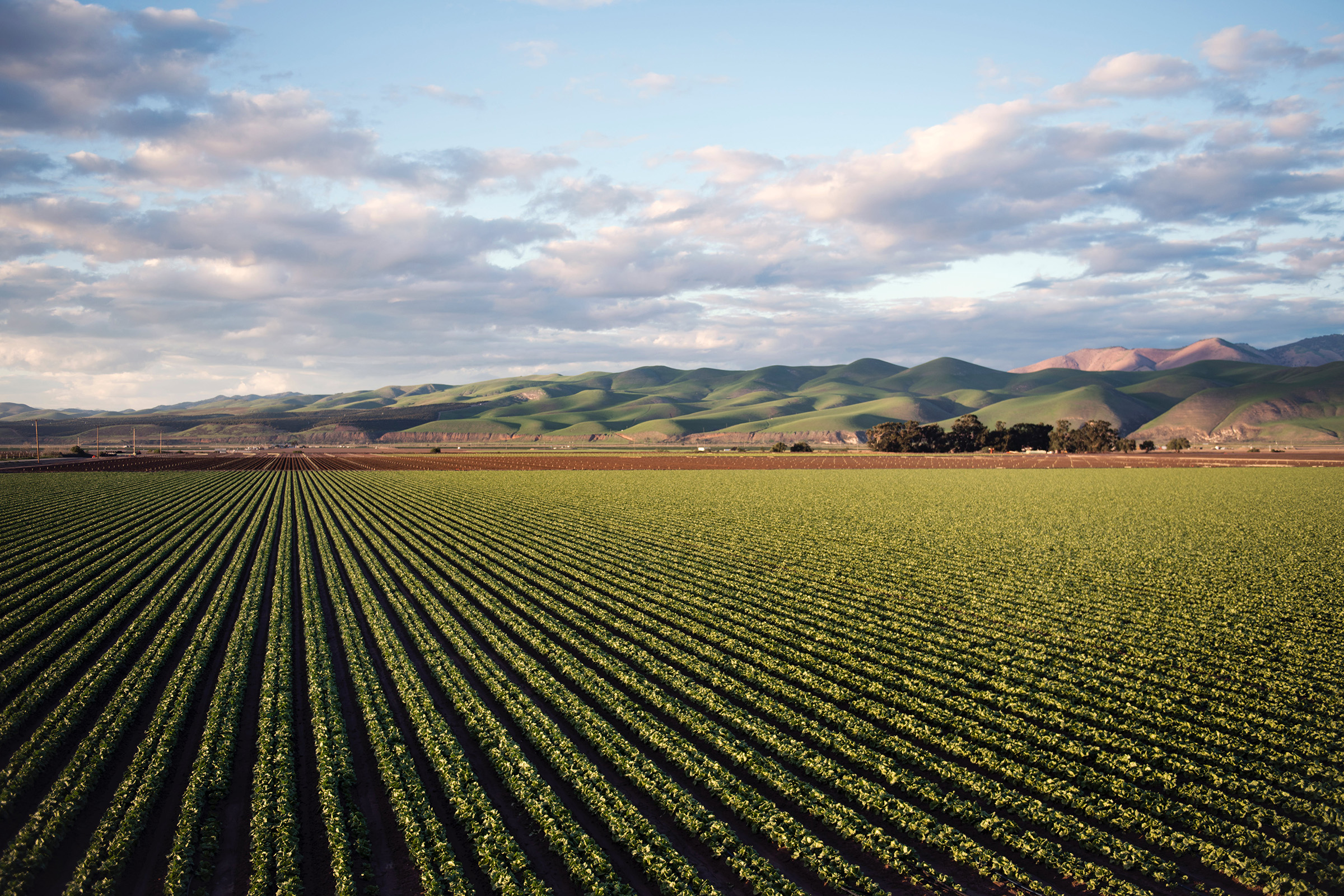 Organic Farm landscape image with clouds